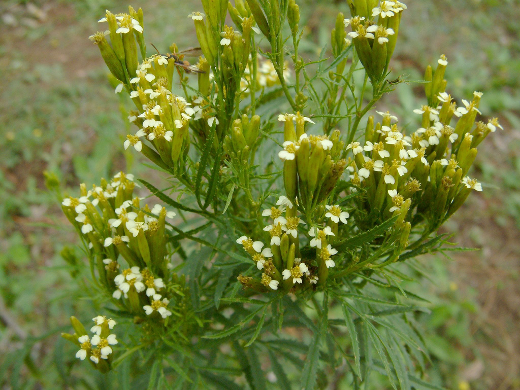 Tagetes minuta